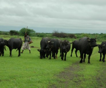 buffalo-by-michael-rapar-bhuj-222