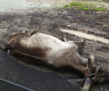 Many Animal Died - Gujarat Flood 2017 - MARAG