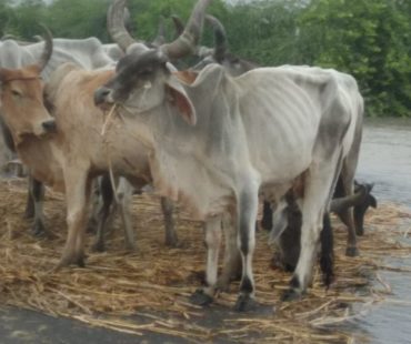 Situation of Animals - Gujarat Flood 2017 - MARAG