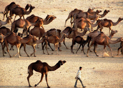 Pastoralists with Camel